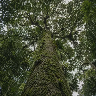 Forestry & land use
